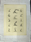 Original Old Antique Print A Plate Heraldry Crests C1790-C1900 Human Arms 18th