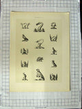 Original Old Antique Print A Plate Heraldry Crests C1790-C1900 Birds Parrots