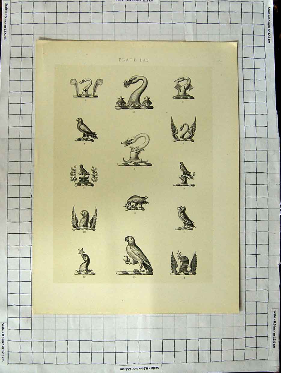 Original Old Antique Print A Plate Heraldry Crests C1790-C1900 Birds Parrots