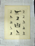Original Old Antique Print Ref.434 A Heraldry Crests C1790-C1900 Winged Birds