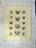 Original Old Antique Print Ref.443 A Heraldry Crests C1790-C1900 Winged Birds