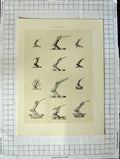 Original Old Antique Print Ref.444 A Heraldry Crests C1790-C1900 Arms Weapons