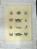 Original Old Antique Print A Plate Heraldry Crests C1790-C1900 Lizards Reptiles