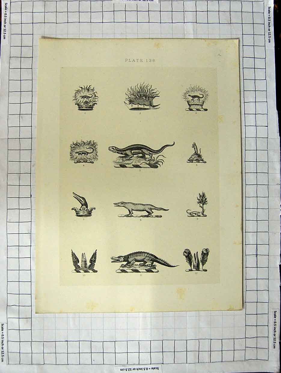 Original Old Antique Print A Plate Heraldry Crests C1790-C1900 Lizards Reptiles