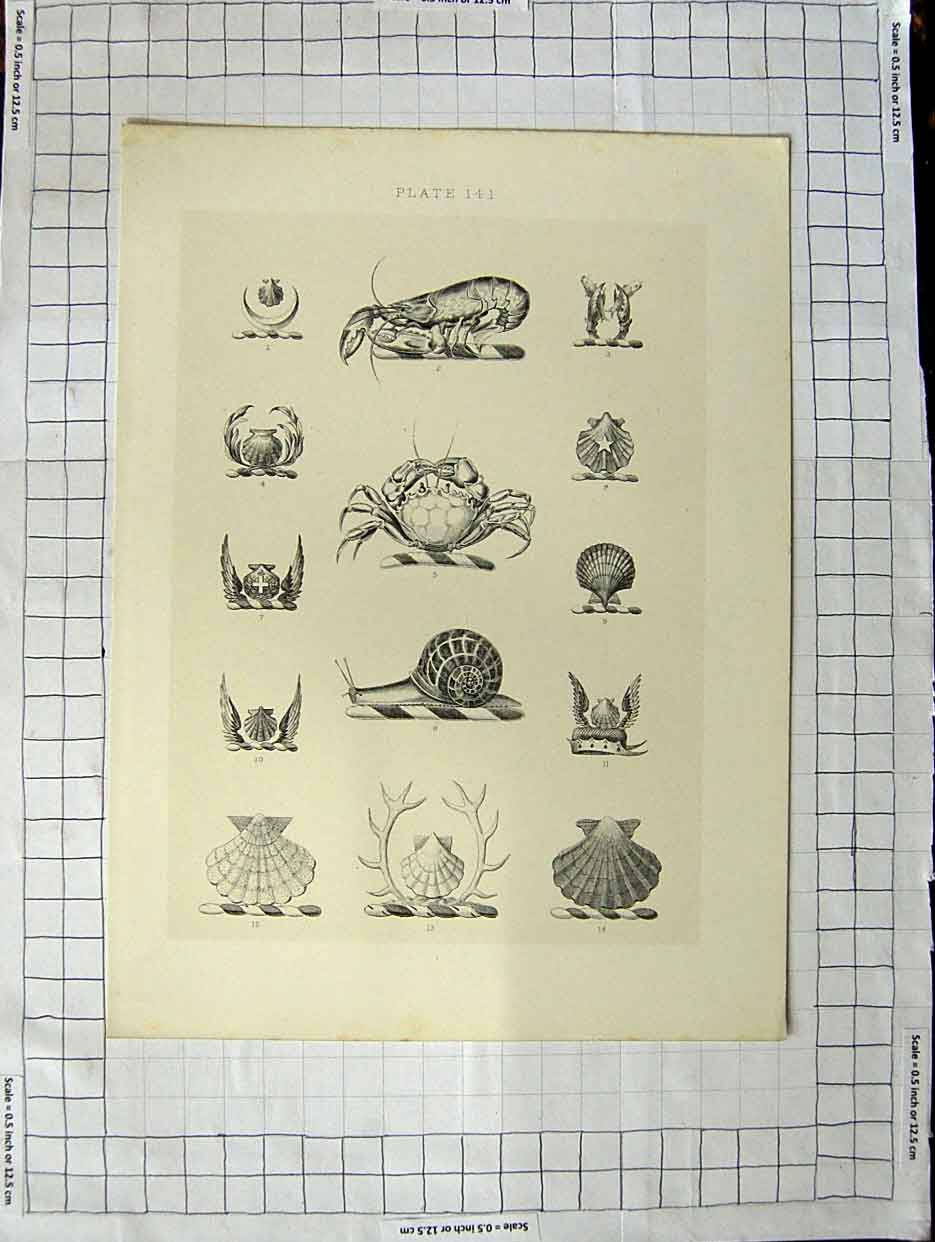 Original Old Antique Print A Plate Heraldry Crests C1790-C1900 Crustaceans 18th