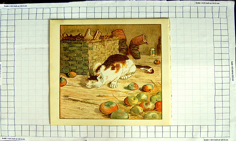 Original Old Antique Print Colour Kitten Cat Basket Apples Fruit Boots