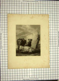 Original Old Antique Print C1790-C1900 Young Bull Cattle Cows Engraving 18th