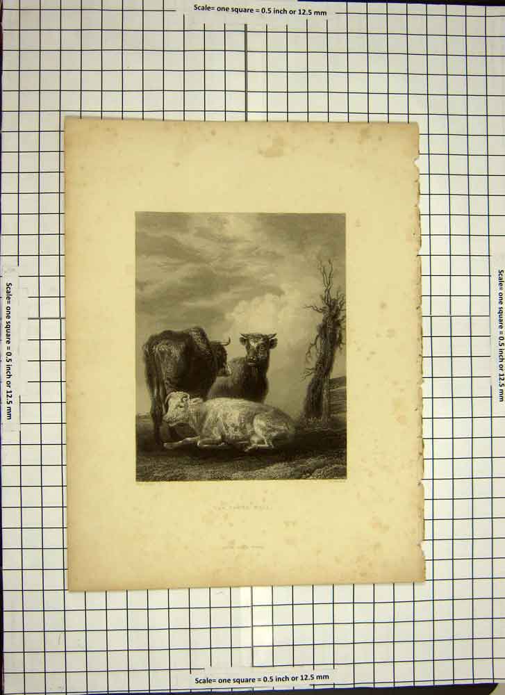 Original Old Antique Print C1790-C1900 Young Bull Cattle Cows Engraving 18th
