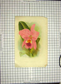Original Old Antique Print C1790-C1900 Colour Orchids Cattleya Labiata 18th