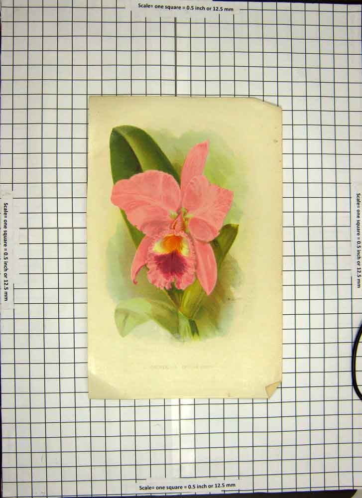Original Old Antique Print C1790-C1900 Colour Orchids Cattleya Labiata 18th