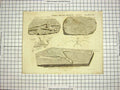 Old Antique Print C1800 Encyclopaedia Britannica Fossil Organic Remains 19th