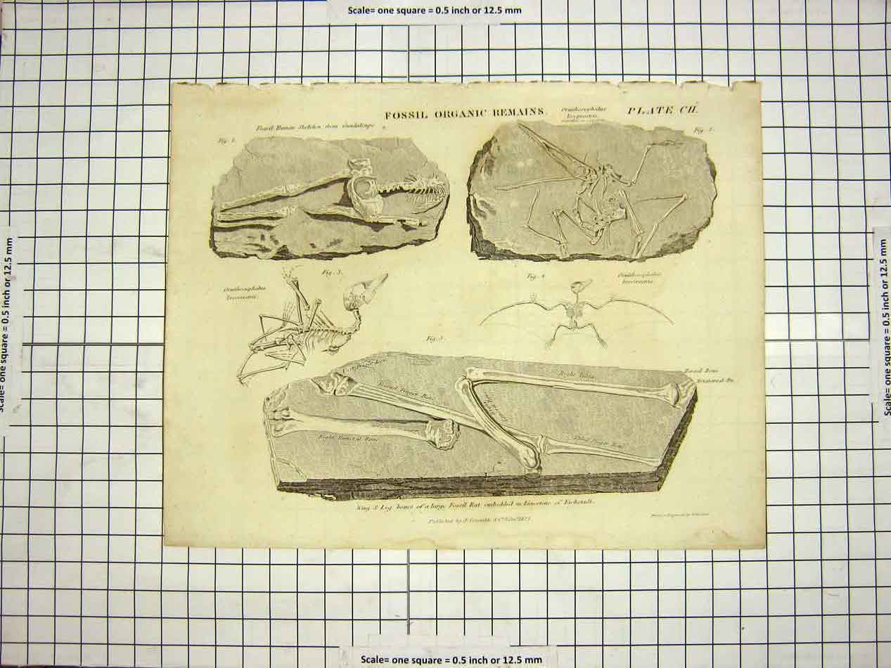 Old Antique Print C1800 Encyclopaedia Britannica Fossil Organic Remains 19th