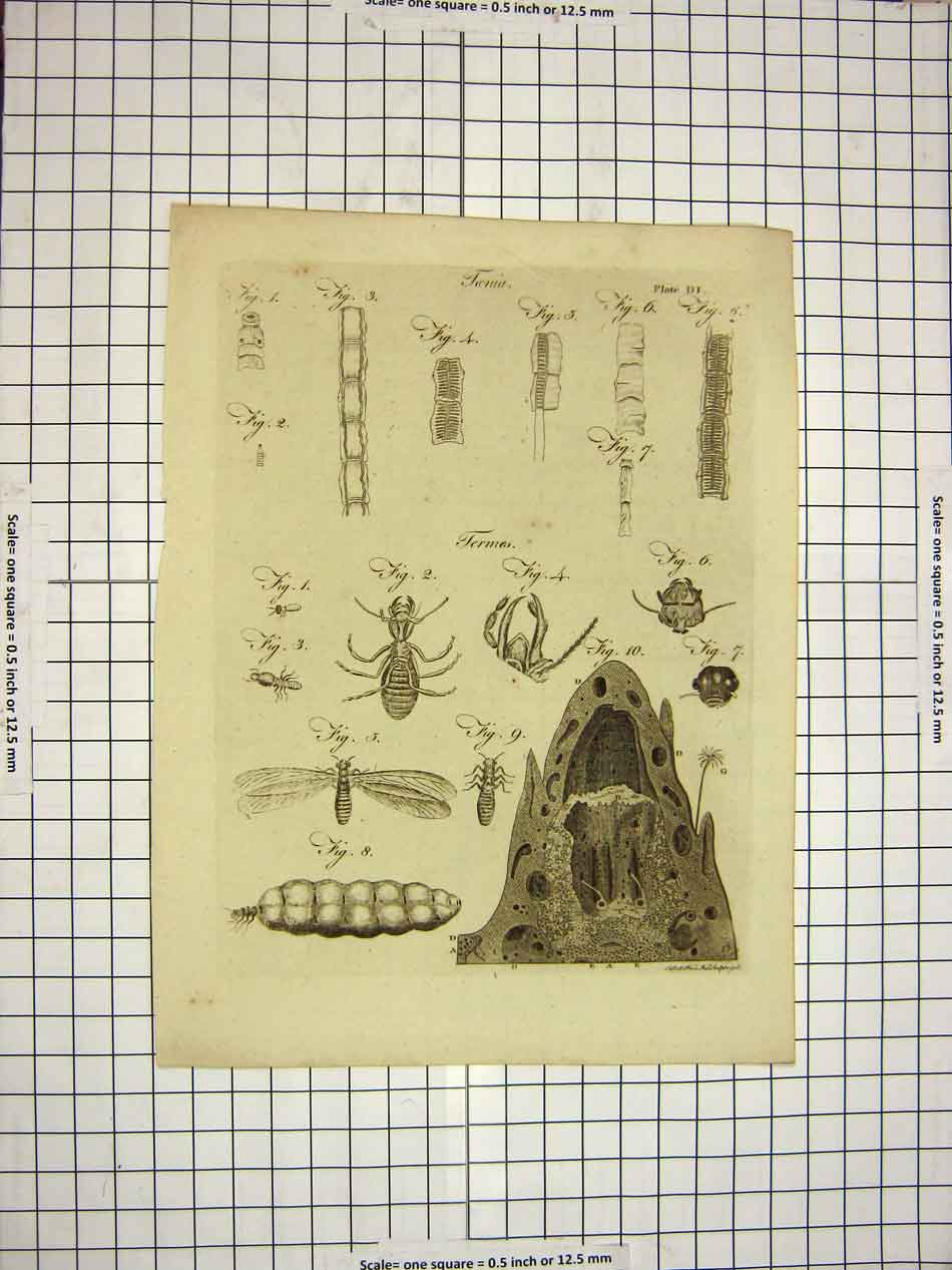 Original Old Antique Print C1800 Encyclopaedia Britannica Insects Fermes Lava