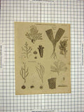 Original Old Antique Print C1800 Encyclopaedia Britannica Coralline'S Eschara