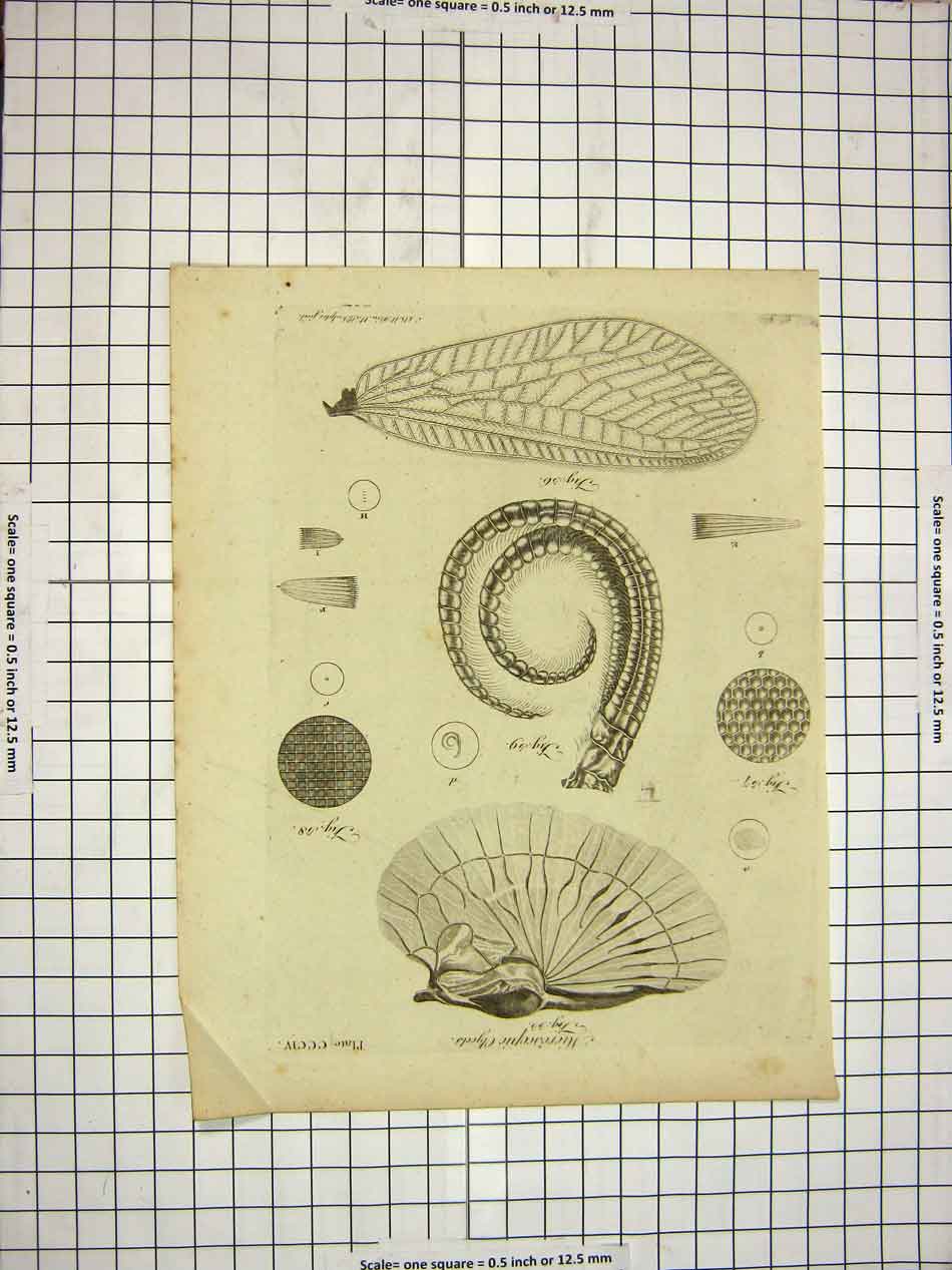 Original Old Antique Print C1800 Encyclopaedia Britannica Microscopic Objects