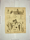 Old Antique Print C1800 Encyclopaedia Britannica Perspective Instruments 19th