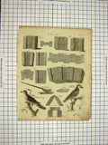 Original Old Antique Print C1800 Encyclopaedia Britannica Bricks Birds Buceros