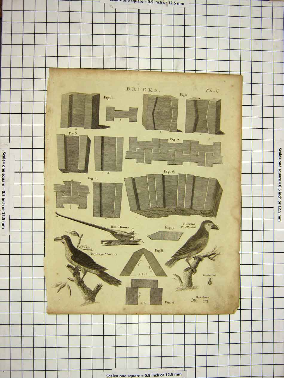 Original Old Antique Print C1800 Encyclopaedia Britannica Bricks Birds Buceros