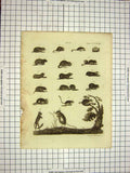 Original Old Antique Print C1800 Encyclopaedia Britannica Rodents Mus Animals