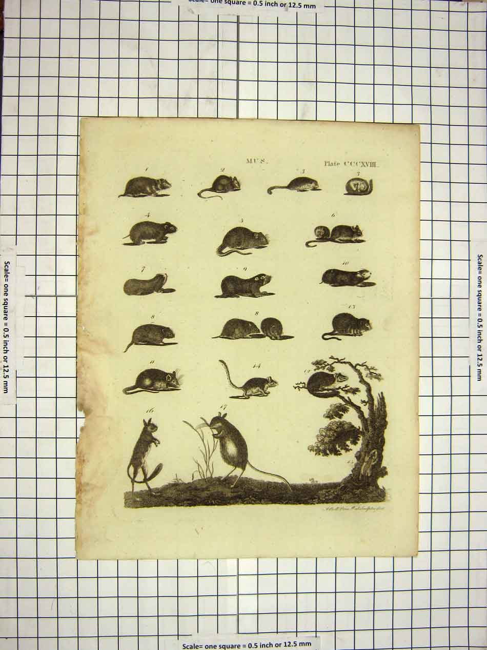 Original Old Antique Print C1800 Encyclopaedia Britannica Rodents Mus Animals