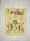 Old Antique Print C1800 Encyclopaedia Britannica Perspective Peppermint 19th