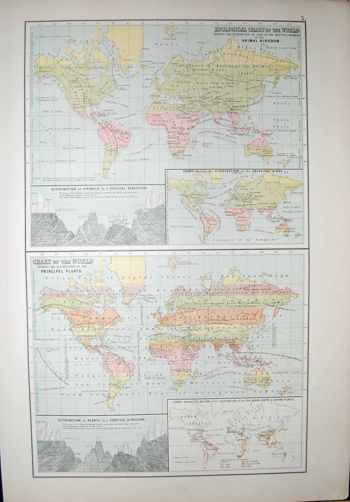 Old Antique Print Black'S Map 1890 Zoological Chart World Plants Animals 19th