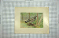 Original Old Antique Print Colour Spruce Grouse Dendragapus Canadensis Bird