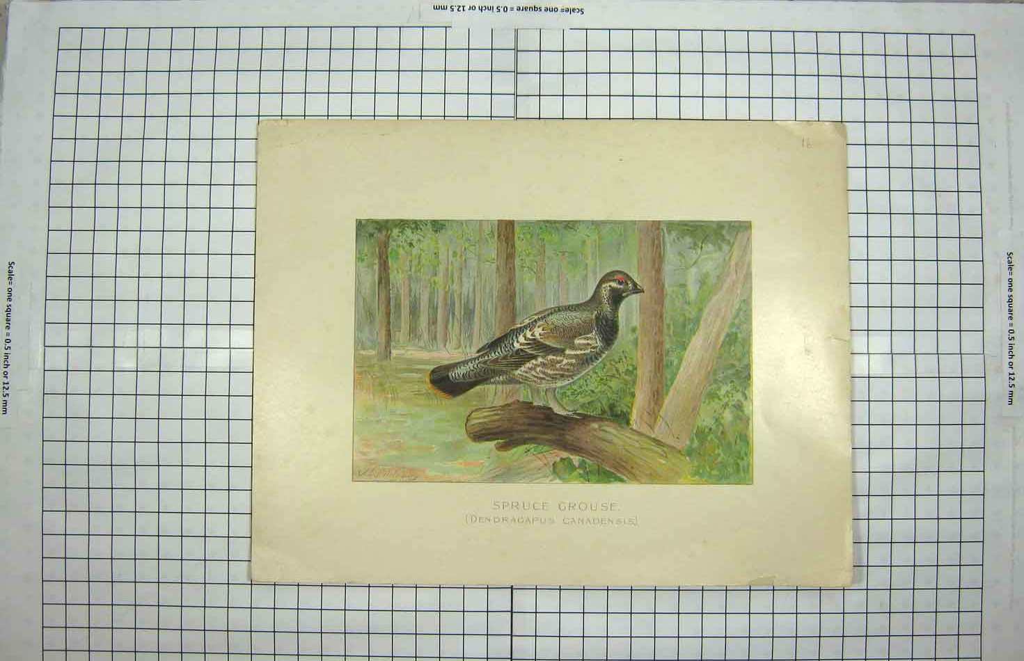 Original Old Antique Print Colour Spruce Grouse Dendragapus Canadensis Bird