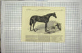 Original Old Antique Print 1849 Flying Dutchman Horse Winner St' Leger Stakes
