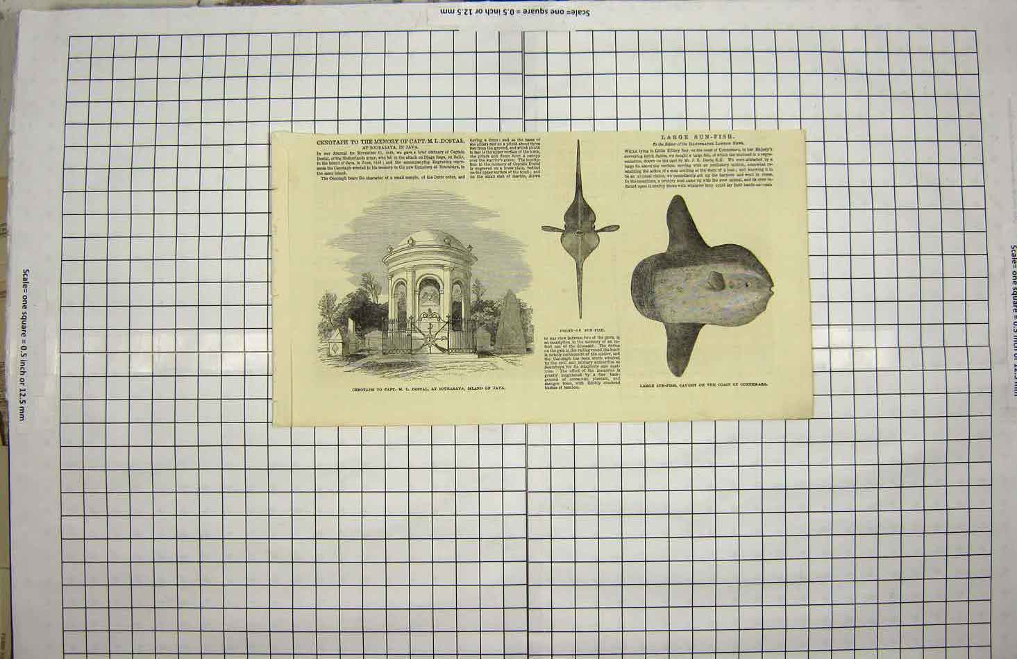 Old Antique Print 1849 Cenotaph Dostal Sourabaya Java Sun-Fish Connemara 19th
