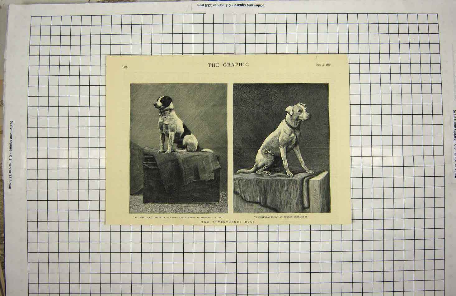 Original Old Antique Print 1882 Railway Jack Norwood Dog Regimental Jack Afghan
