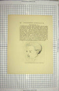Original Old Antique Print Portrait Plato Young Boy Joseph Man Head