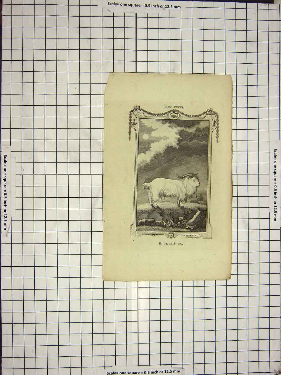 Original Old Antique Print Buck Juda Goat Bell Engraving Animal