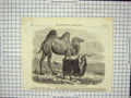 Original Old Antique Print 1857 Sappers Camel Zoological Gardens Goat Crimea