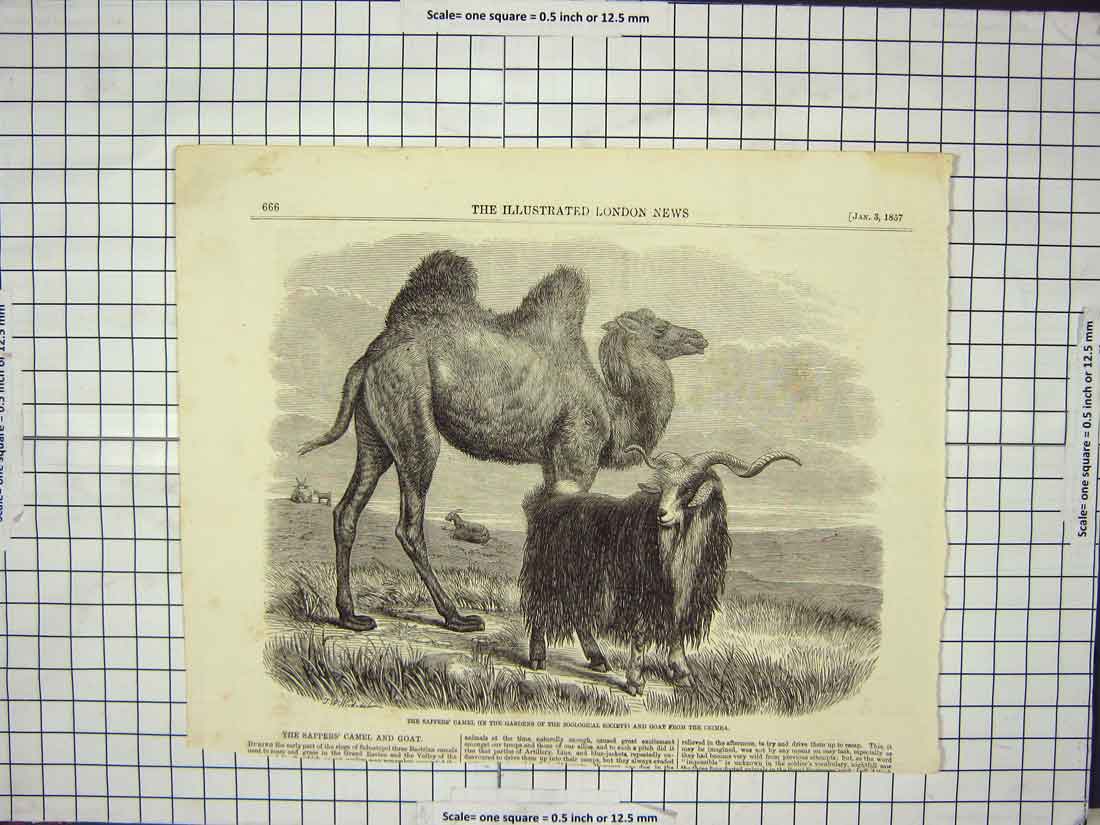Original Old Antique Print 1857 Sappers Camel Zoological Gardens Goat Crimea