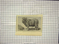 Original Old Antique Print Merino Ram Sheep Animal Exhibited Dresden