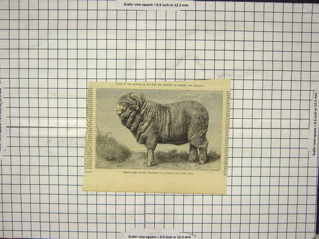 Original Old Antique Print Merino Ram Sheep Animal Exhibited Dresden
