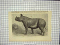 Original Old Antique Print Two-Horned Rhinoceros Wild Animal Zoo