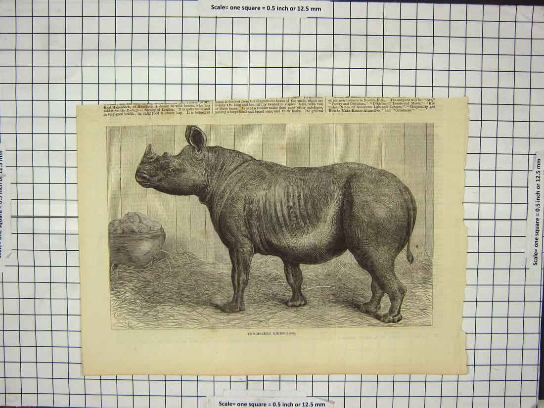 Original Old Antique Print Two-Horned Rhinoceros Wild Animal Zoo