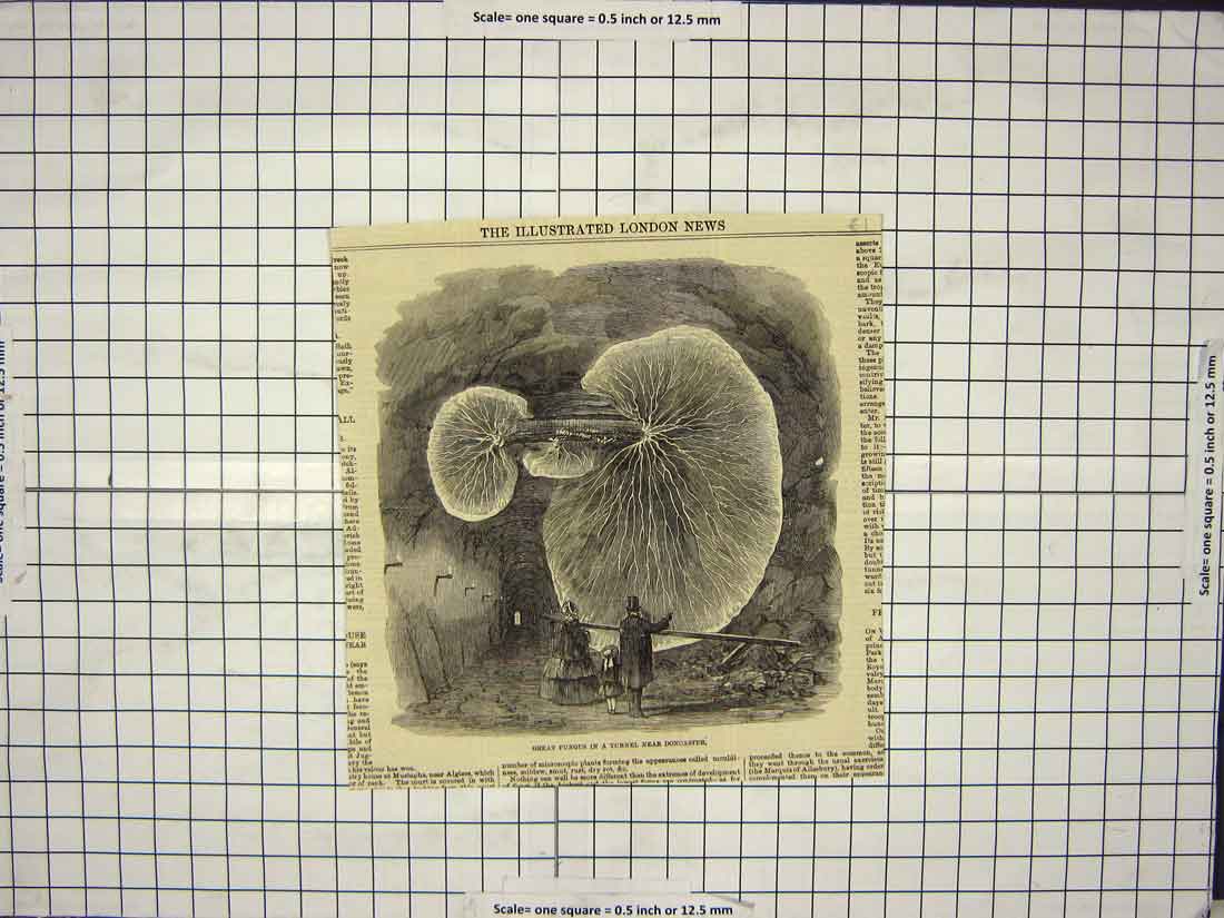 Original Old Antique Print Great Fungus Tunnel Doncaster England Nature