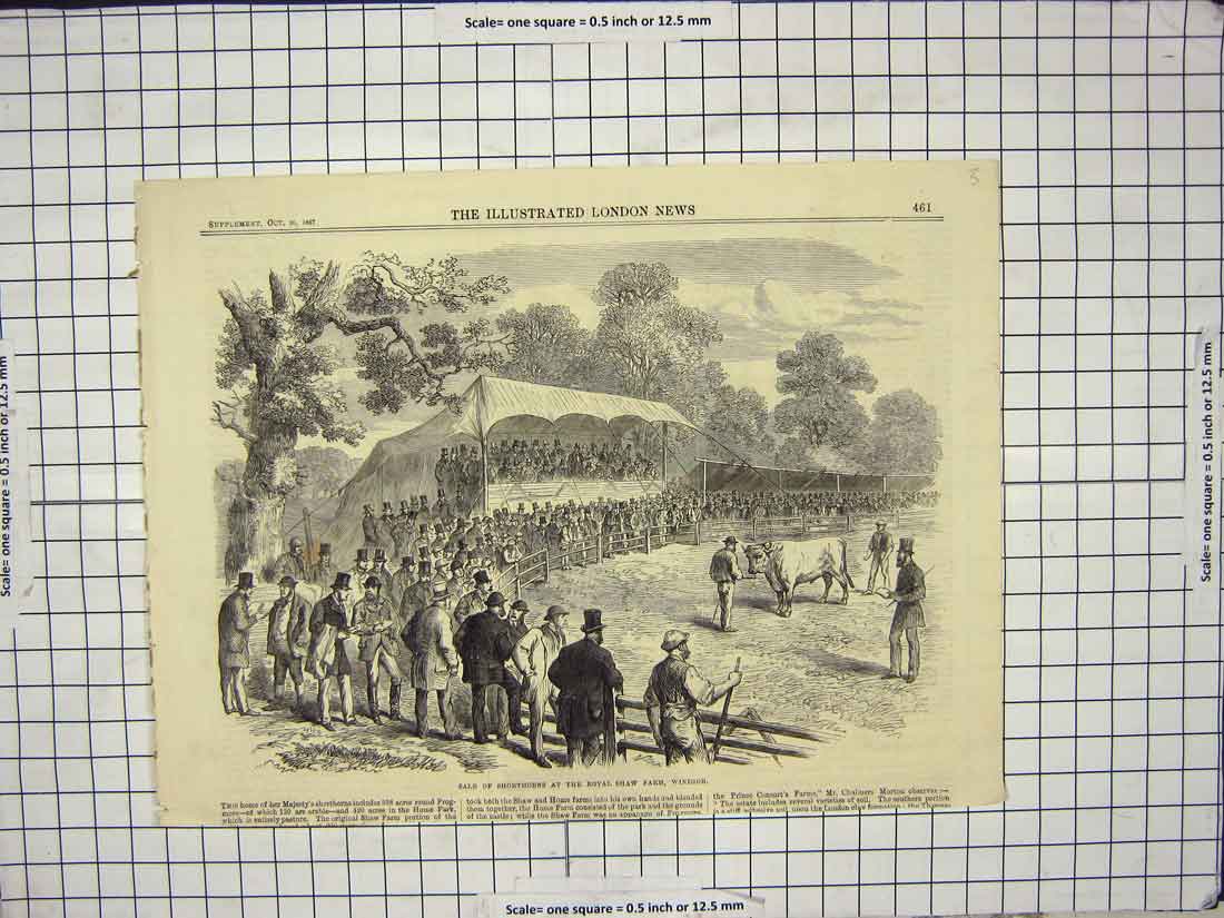 Original Old Antique Print 1867 Sale Shorthorns Royal Shaw Farm Windsor London
