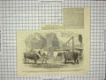 Original Old Antique Print Smithfield Club Cattle Show Cows Animals 1852 19th