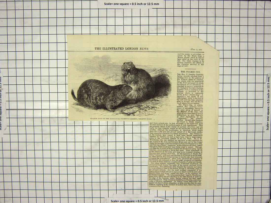 Old Antique Print 1860 Prairie Dogs Zoological Society Gardens Regent'S 19th