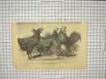 Original Old Antique Print Prize Poultry Great Yarmouth Fairlie Astley Bantams