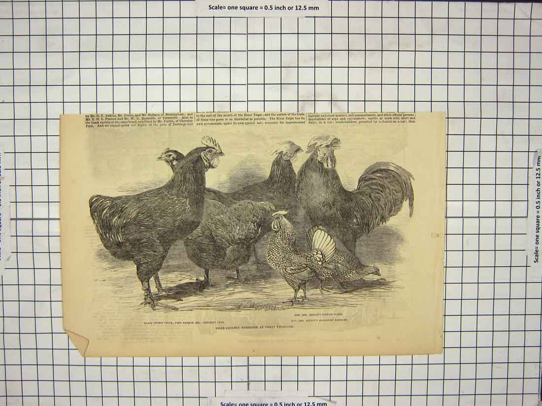 Original Old Antique Print Prize Poultry Great Yarmouth Fairlie Astley Bantams