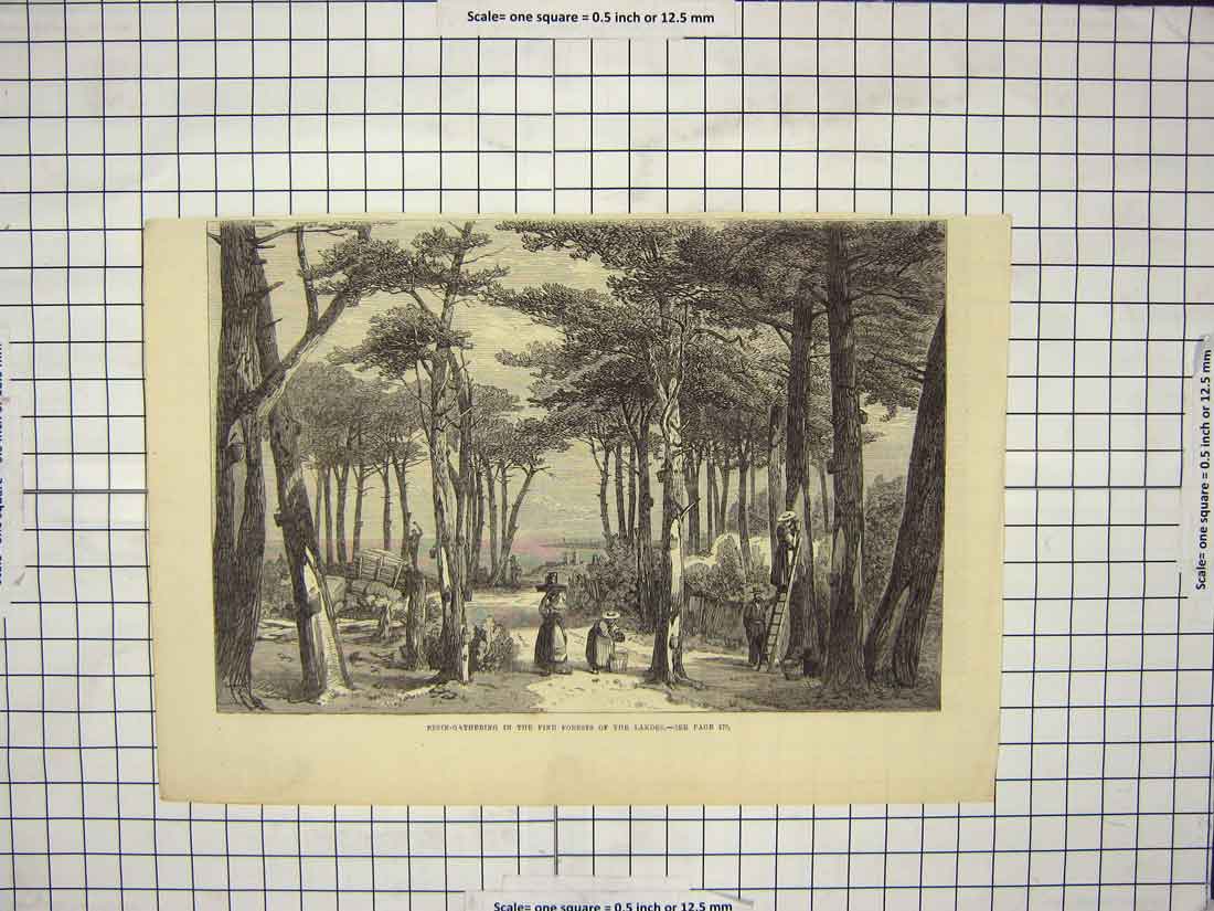 Original Old Antique Print Resin-Gathering Pine Forests Landes Trees Industry