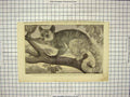 Old Antique Print Galego Dr. Livingstone South Africa Zoological Regent'S
