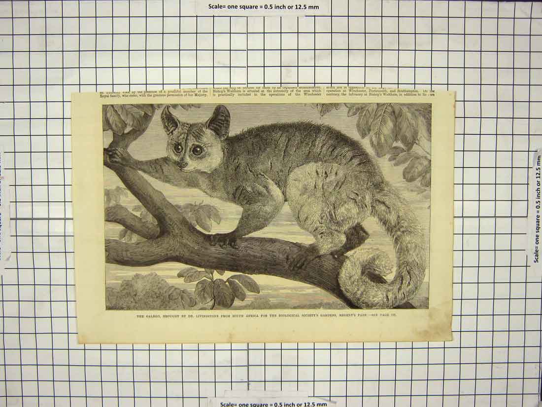 Old Antique Print Galego Dr. Livingstone South Africa Zoological Regent'S