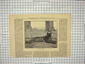 Original Old Antique Print 1886 Fine Art Tame Tigress Animal Tiger Victorian