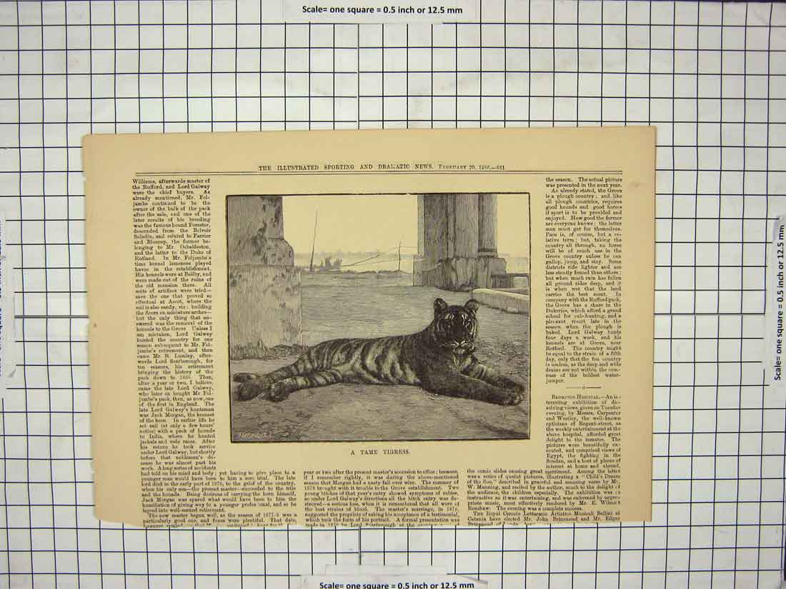 Original Old Antique Print 1886 Fine Art Tame Tigress Animal Tiger Victorian